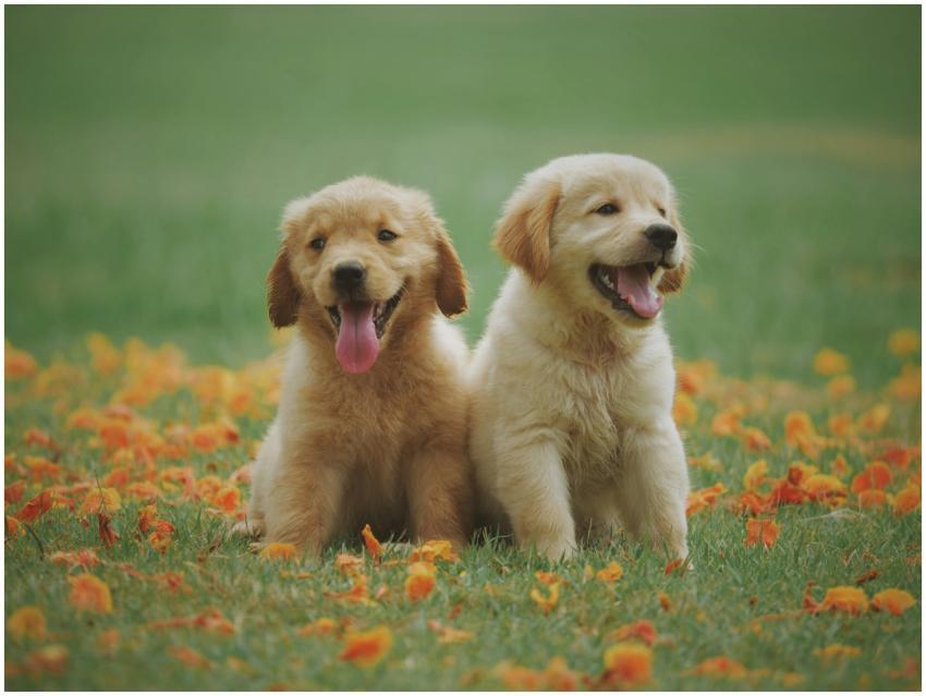 Adorable golden retriever puppies sitting in a fie