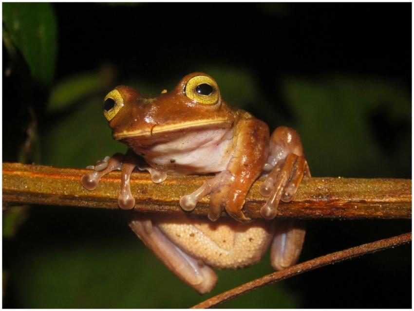 Close-up of a golden-eyed tree frog perched on a b