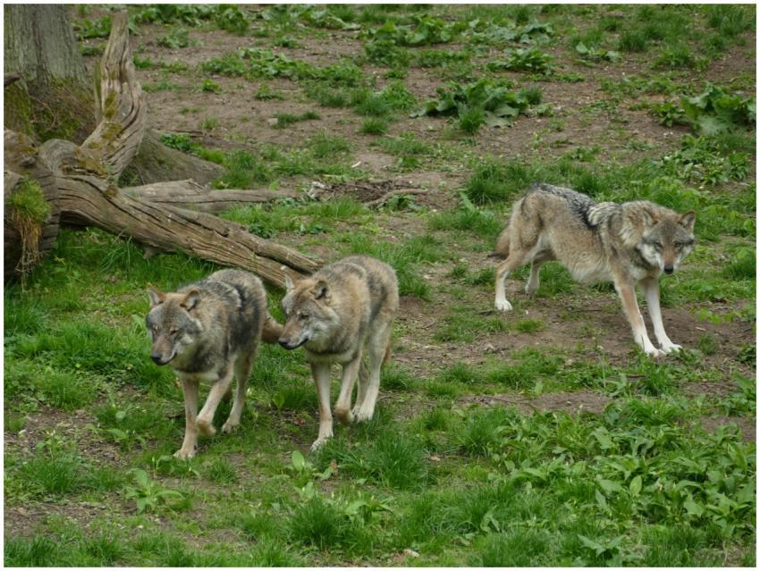 Three wolves exploring a lush forest environment,