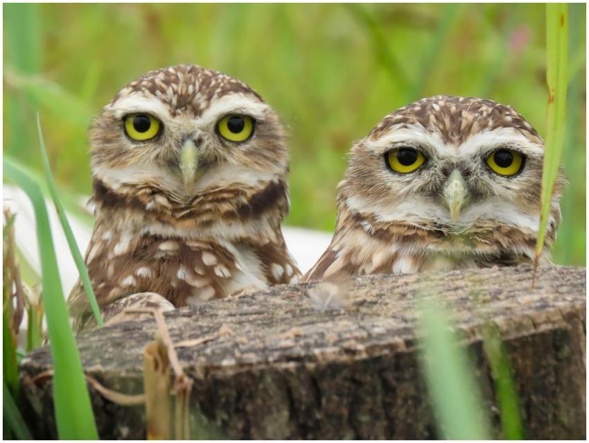 Charming burrowing owls perched on a tree stump in