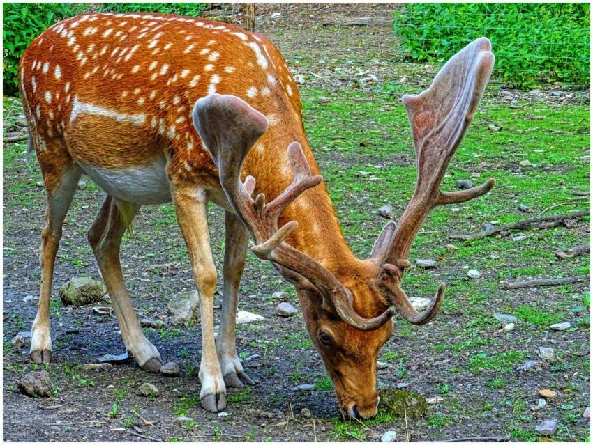 A spotted deer with antlers grazes in a green past