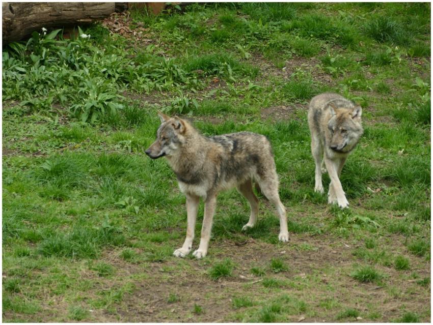 Two wolves roam freely in a lush forest setting, e