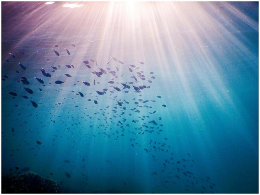 An underwater view of a school of fish illuminated