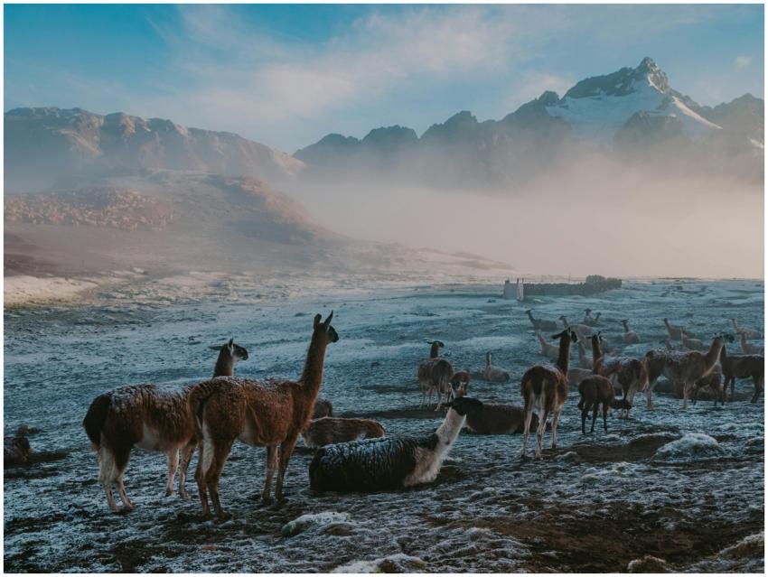 A serene view of llamas resting in a frosty highla