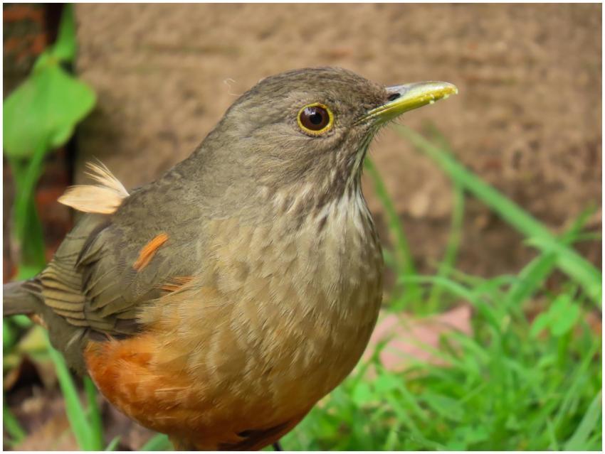 Detailed view of a Rufous-bellied Thrush in Santa