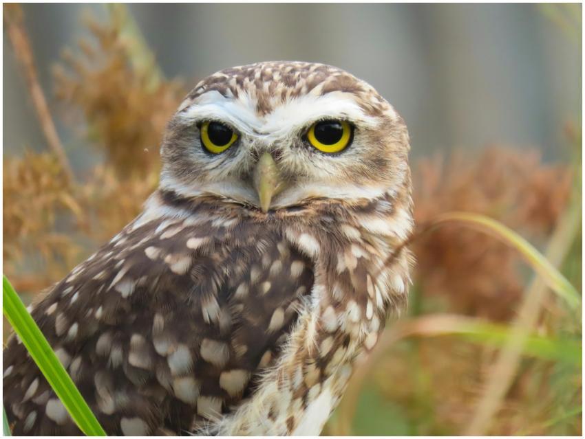A Burrowing Owl in natural habitat, captured in Fl