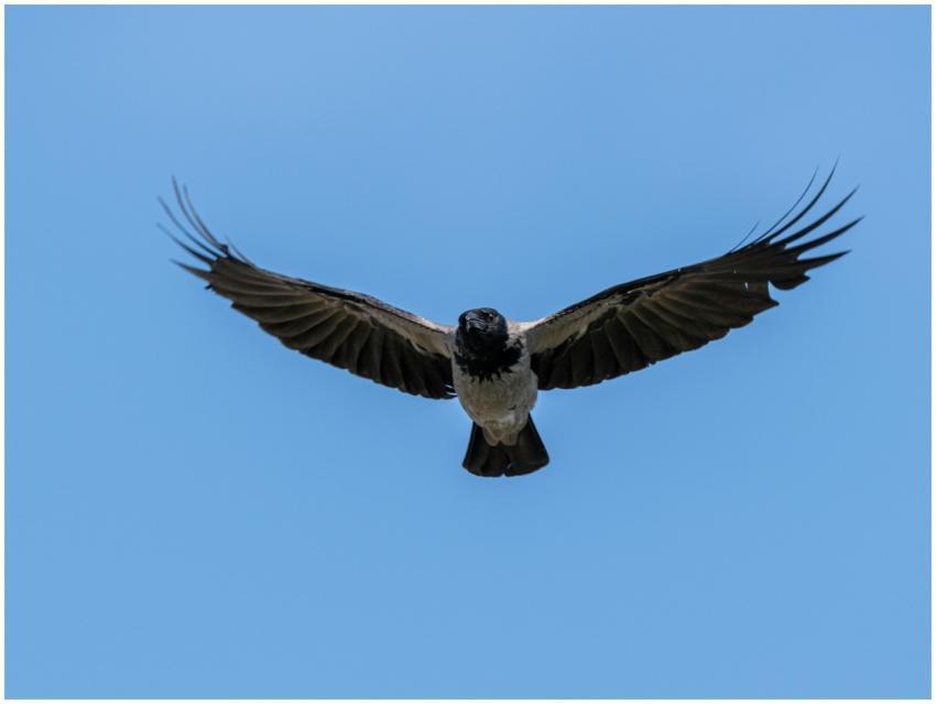 Close-up of a bird soaring in the clear sky, showc
