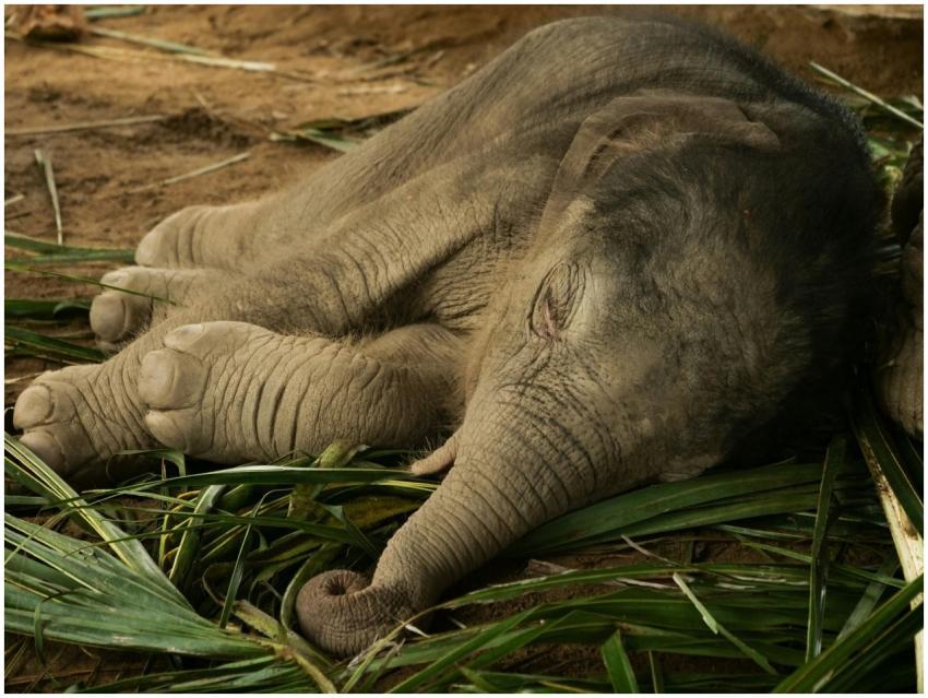 A cute sleeping baby Asian elephant resting on gre