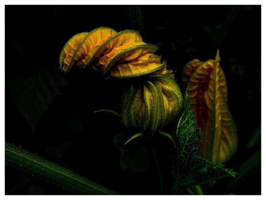 Zucchini Garden Vegetables Vegetable Garden