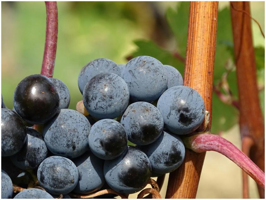 Macro shot of vibrant, juicy grapes on a vine, sho