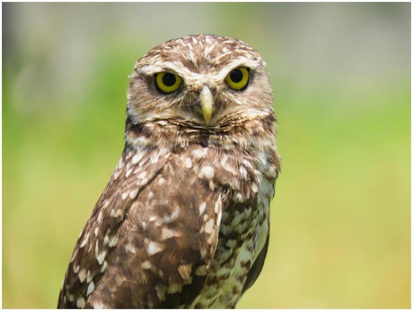 Portrait of a burrowing owl with bright yellow eye