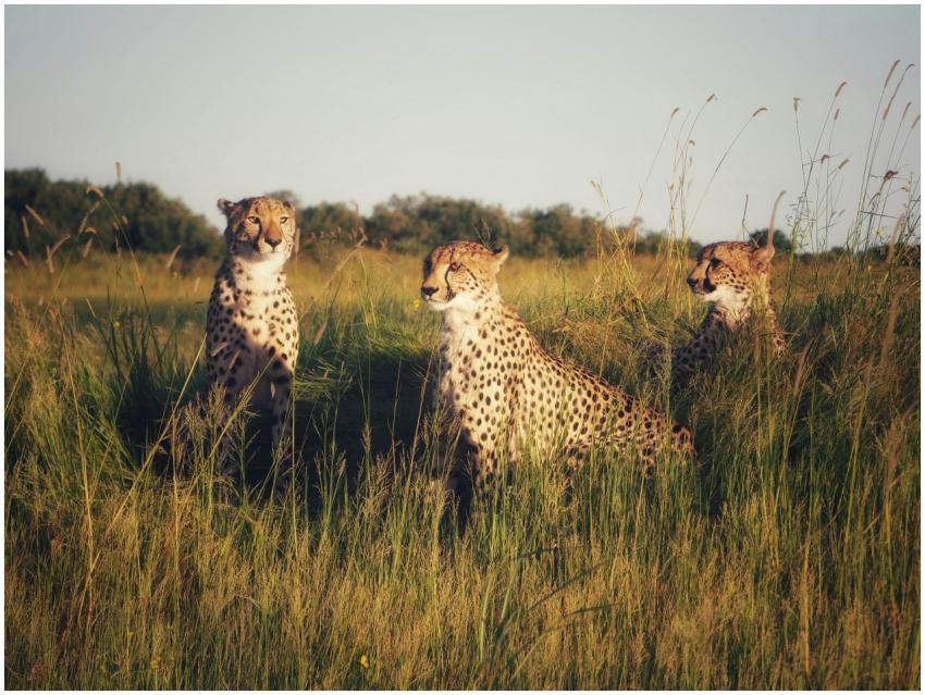 Three cheetahs in a field during a warm sunset, ca
