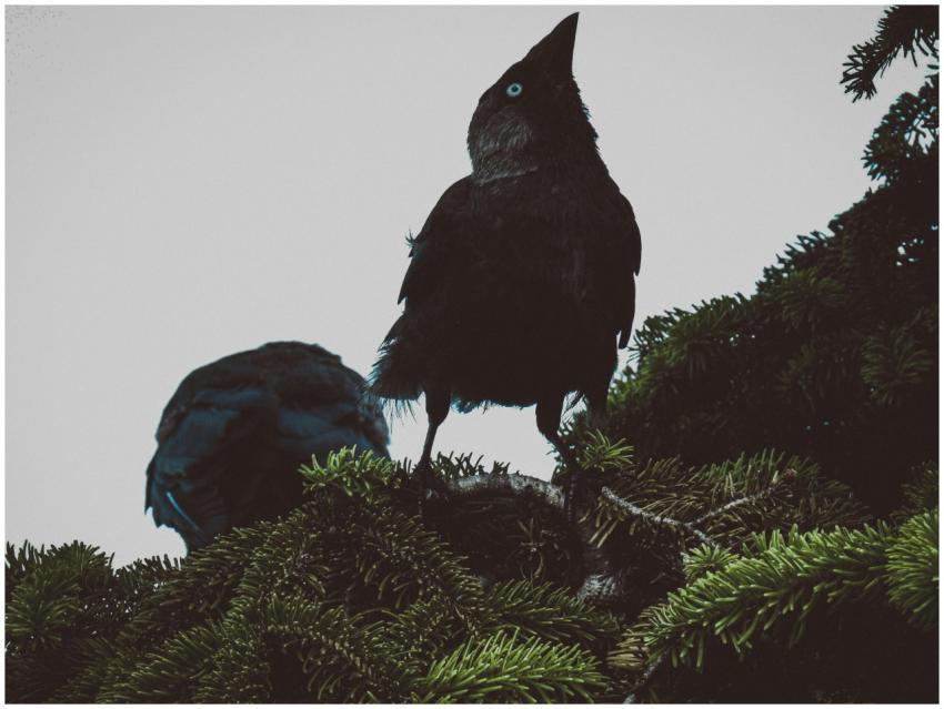 Two black birds sit on an evergreen branch, lookin