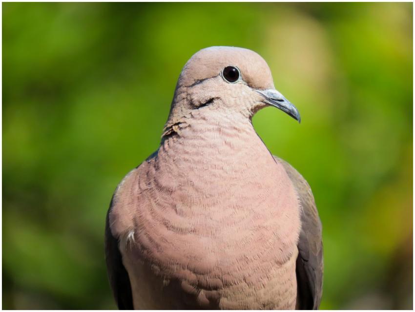 A detailed close-up of a pink dove in Santa Maria,