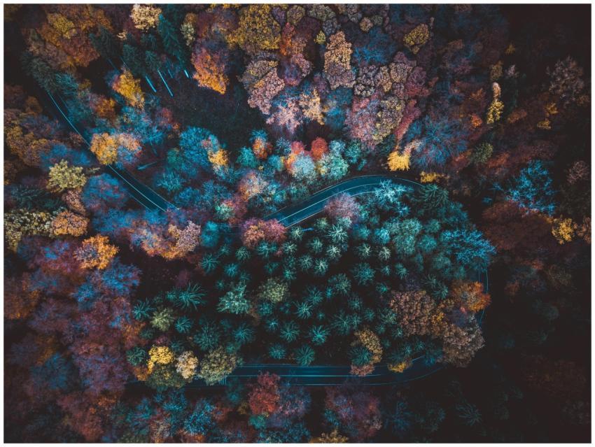 Drone view capturing a vibrant autumn forest with