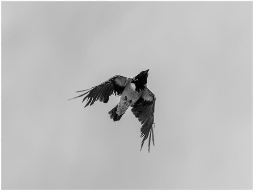 A black and white photograph capturing a crow in m