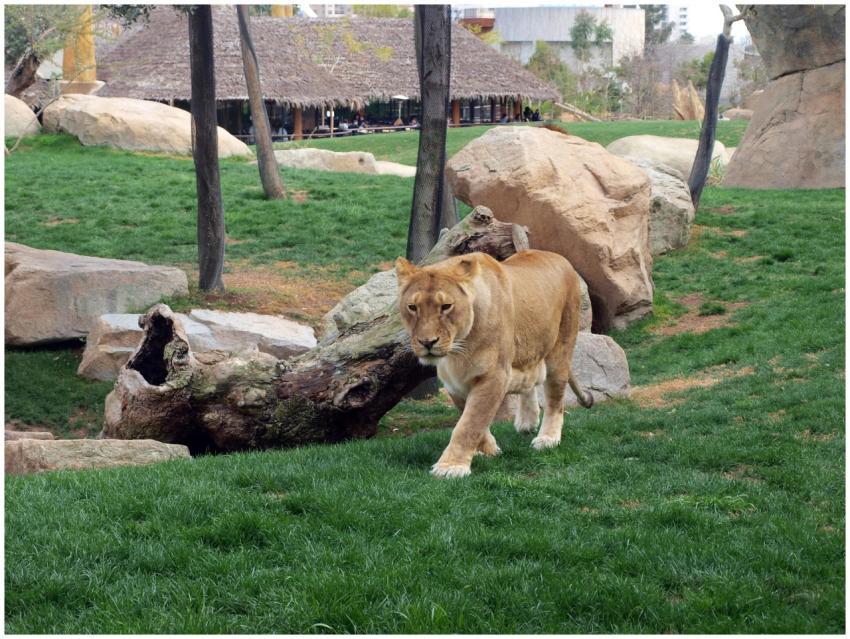 Lioness walking gracefully through a zoo enclosure