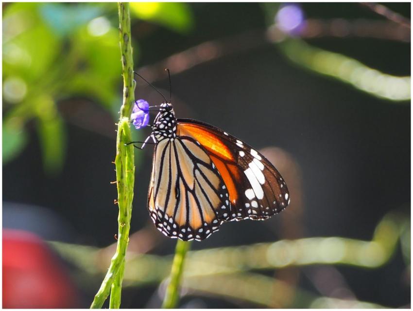 Beautiful close-up of a Danaus genutia butterfly r