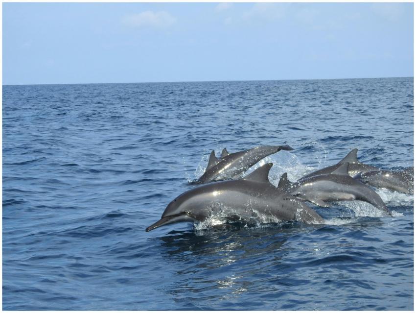 A pod of dolphins gracefully swimming in the blue