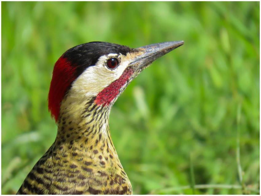 Free stock photo of animal, animals, bird