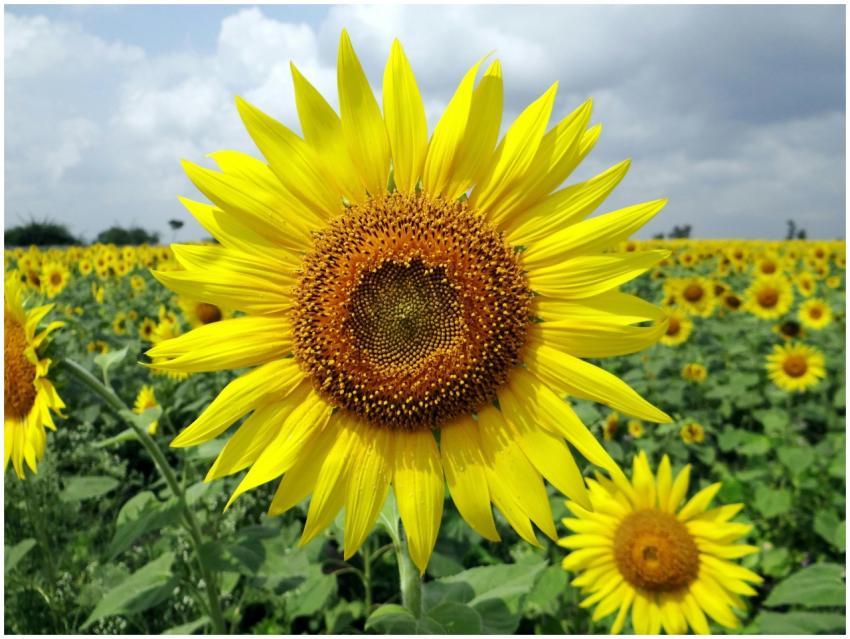 Bright yellow sunflowers blooming under a blue sky