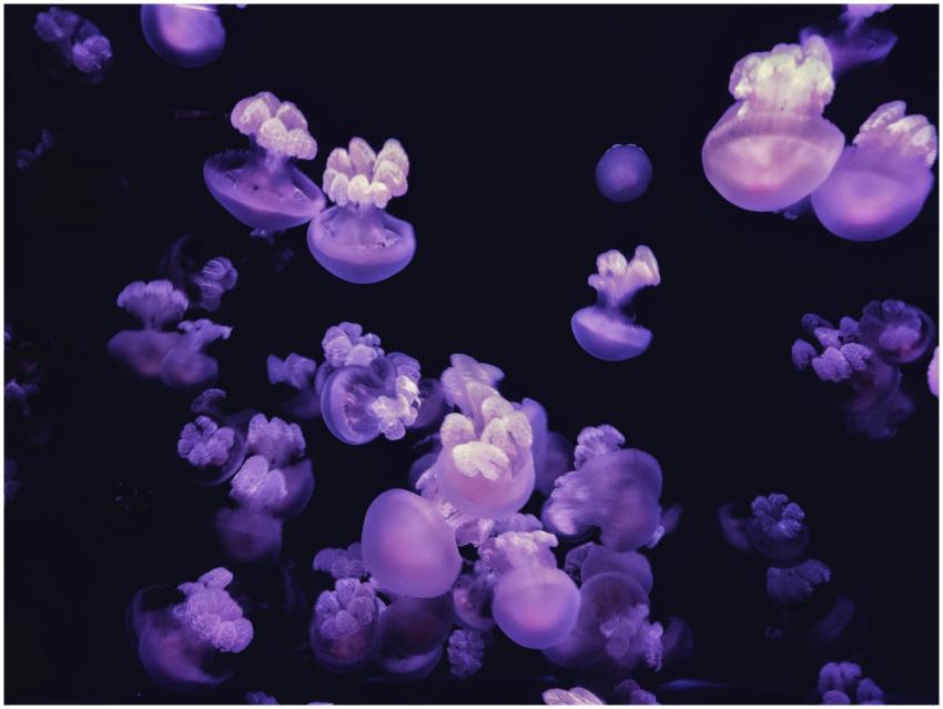 A mesmerising display of glowing purple jellyfish