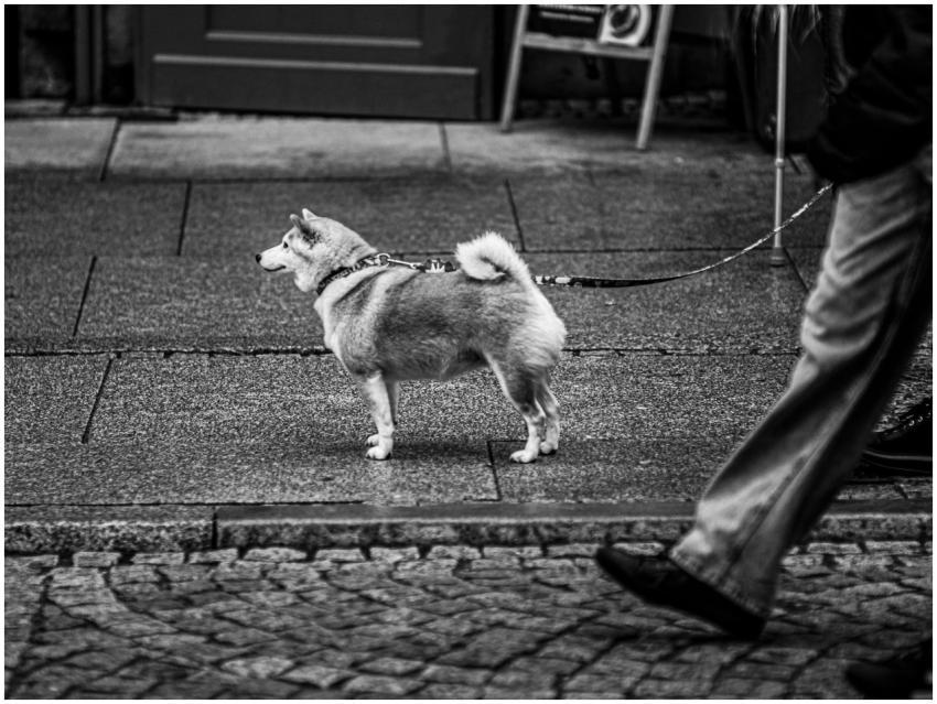 Black White Street Dog