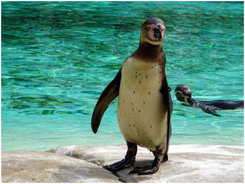 Charming Humboldt penguins perched on rocks by a v