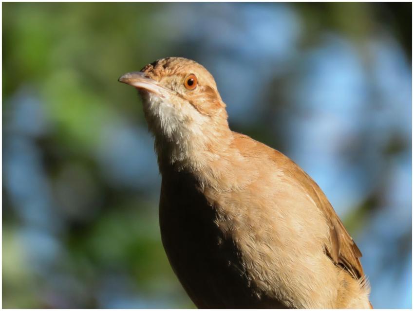 Rufous Hornero bird, Santa Maria, Brazil. Captured