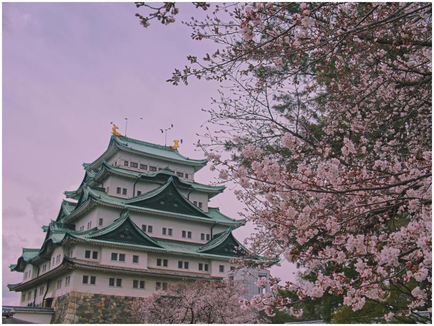 Scenic view of Nagoya Castle with cherry blossoms