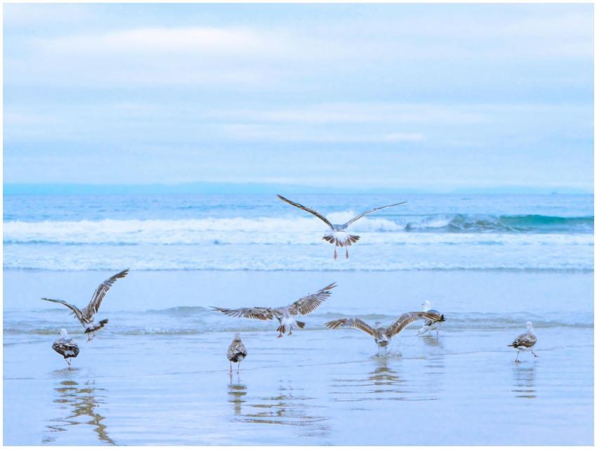 A serene view of seagulls flying over a tranquil b