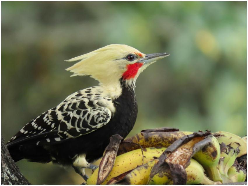 Blond-crested Woodpecker perched on banana peel in
