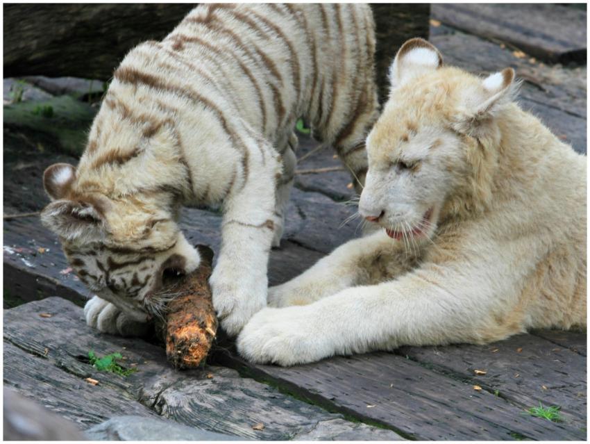 Two playful white tiger cubs engaging with a piece