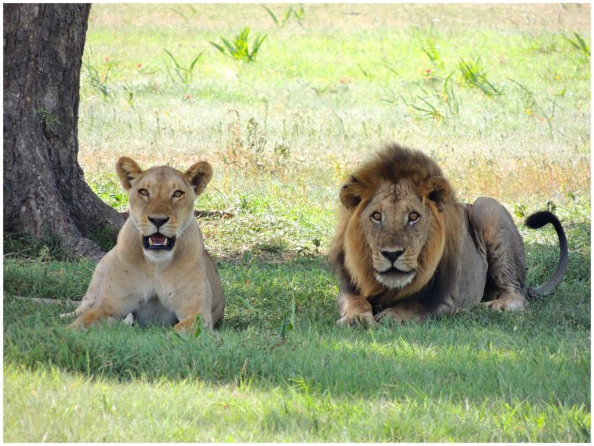 A male and female lion resting together in a grass