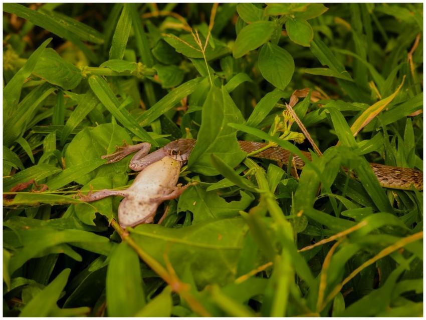 Snake Catching Frog Vibrant