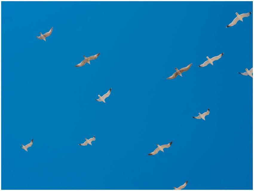 A group of birds soaring high in a bright blue sky
