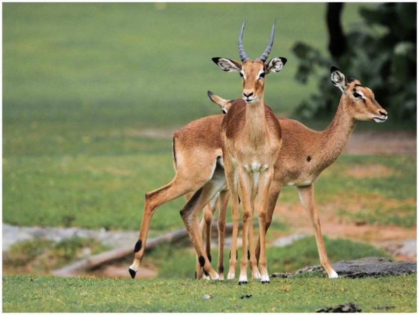 Two impalas standing gracefully in their natural h