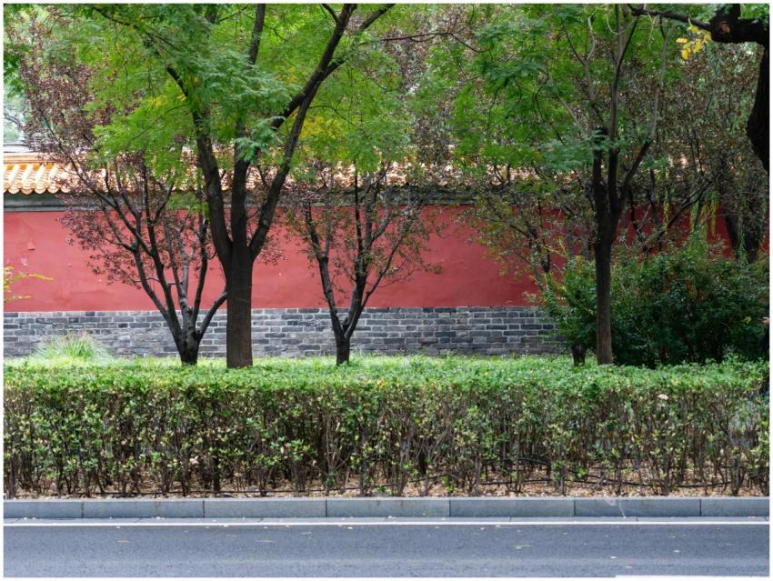 Tranquil scene with lush trees and red wall in an