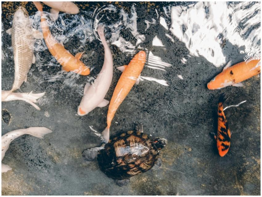 A serene scene of koi fish and a turtle swimming i
