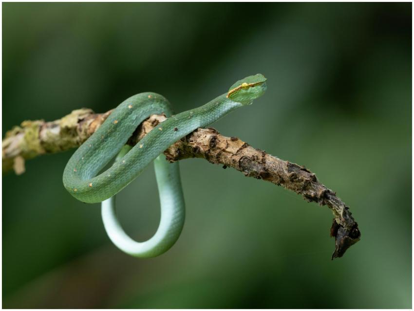 A vivid green snake elegantly coiled on a rustic b
