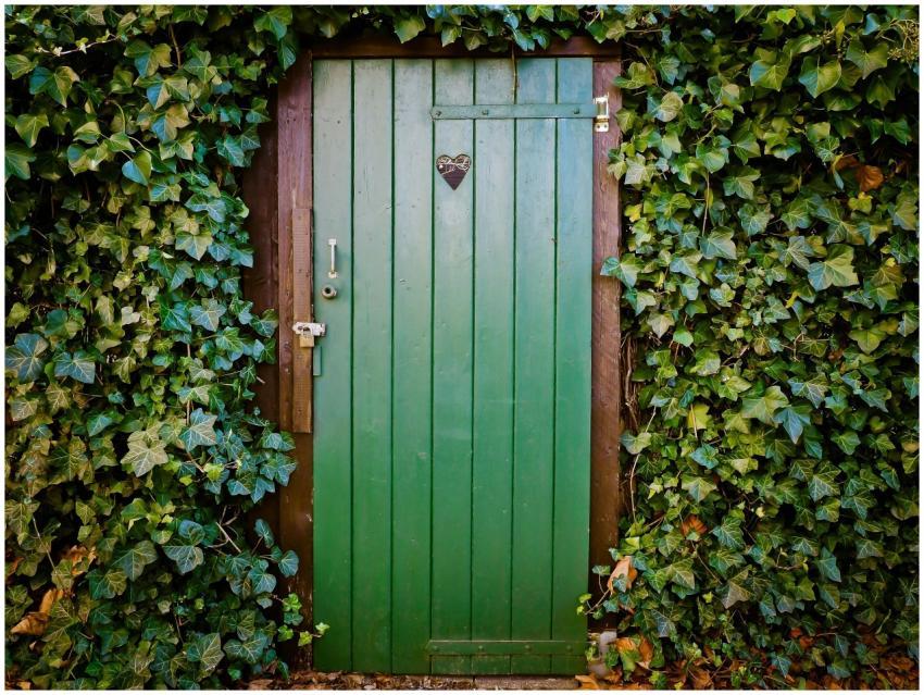 A vibrant green wooden door surrounded by lush ivy