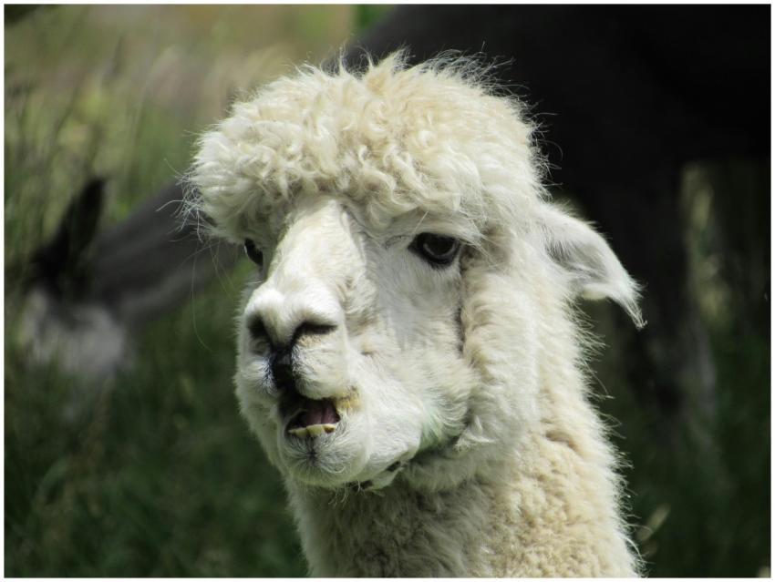 Charming alpaca portrait captured outdoors in Quee