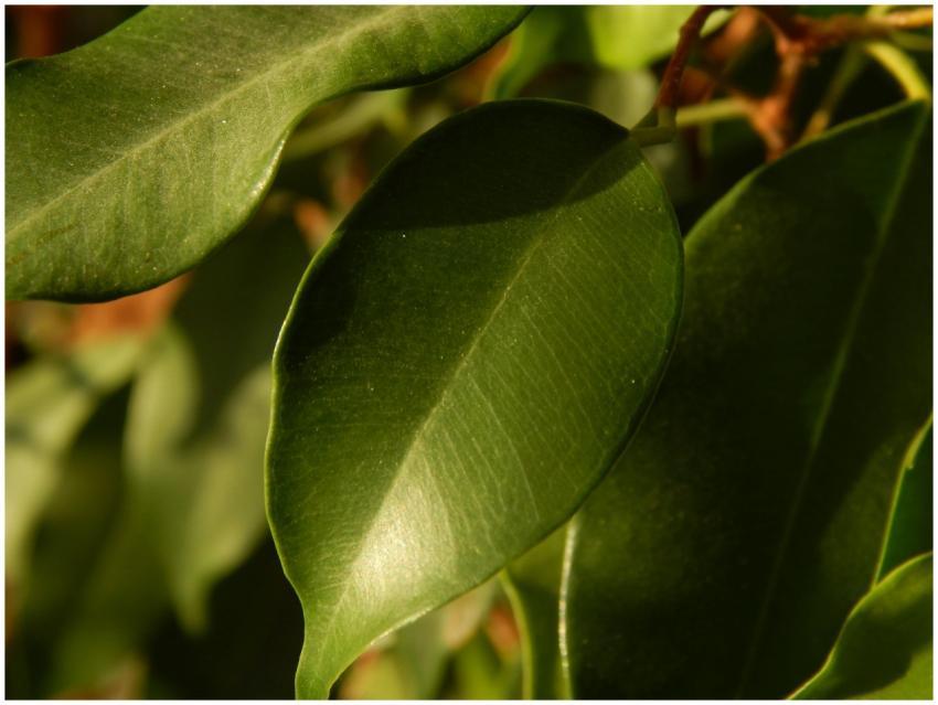 Detailed close-up of vibrant green leaves with sun
