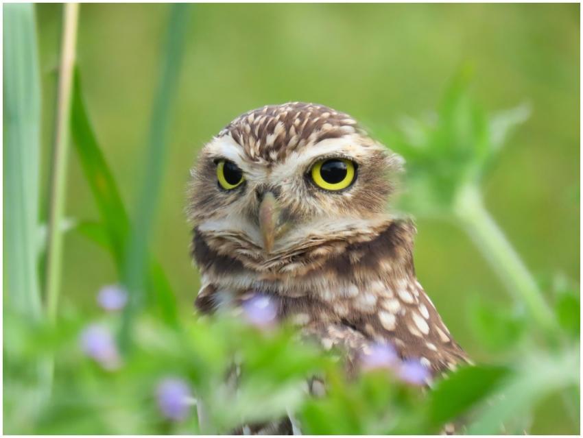 Close-up of a burrowing owl in lush greenery, take