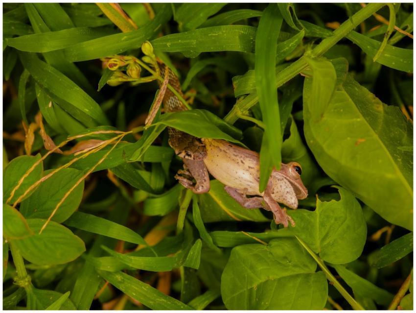Tree Frog Hidden Among