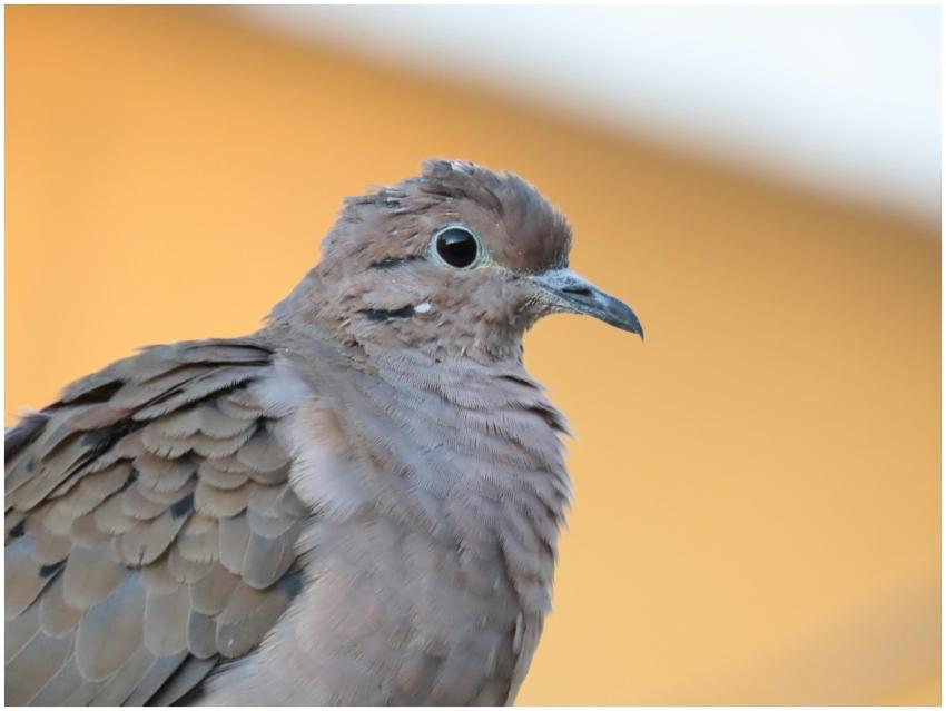 Detailed close-up of a brown bird with feathers in