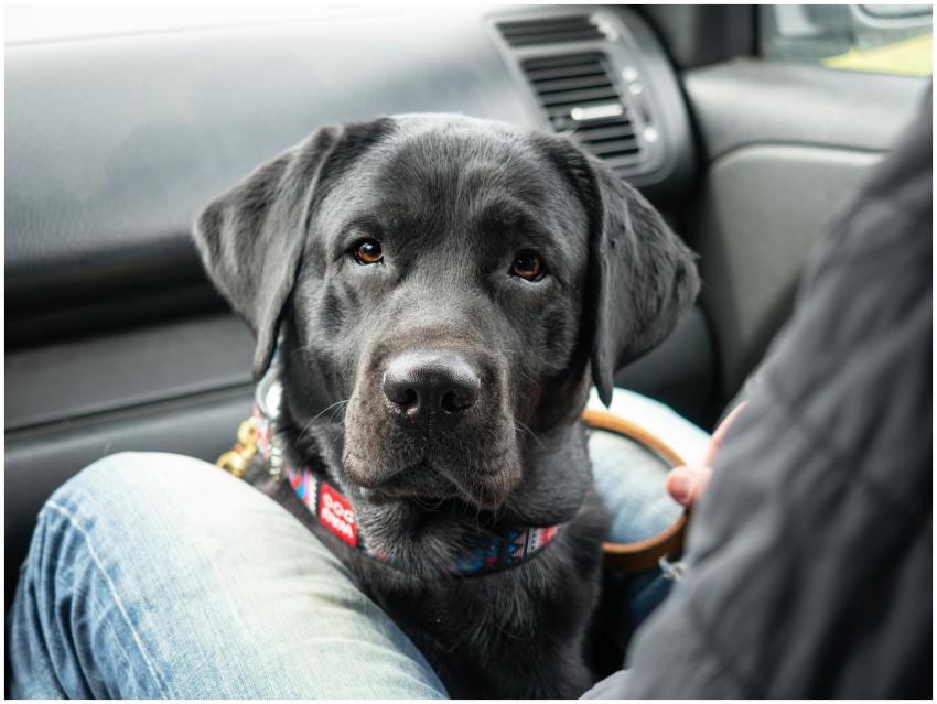 Adorable black Labrador retriever sitting in a car