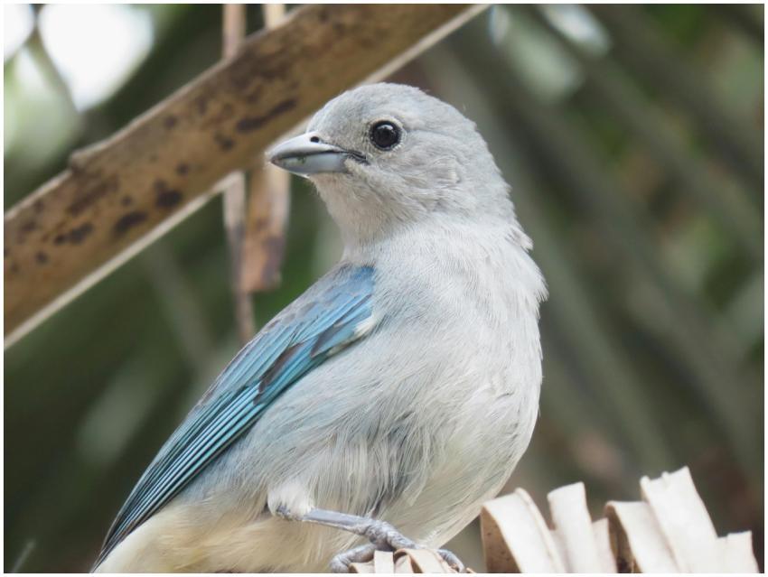 Close-up of a Blue-Gray Tanager in Rio Grande do S