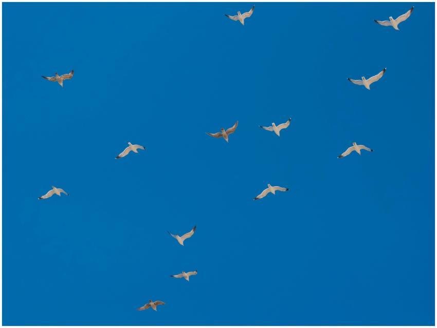 A group of seagulls gracefully flying in a clear b