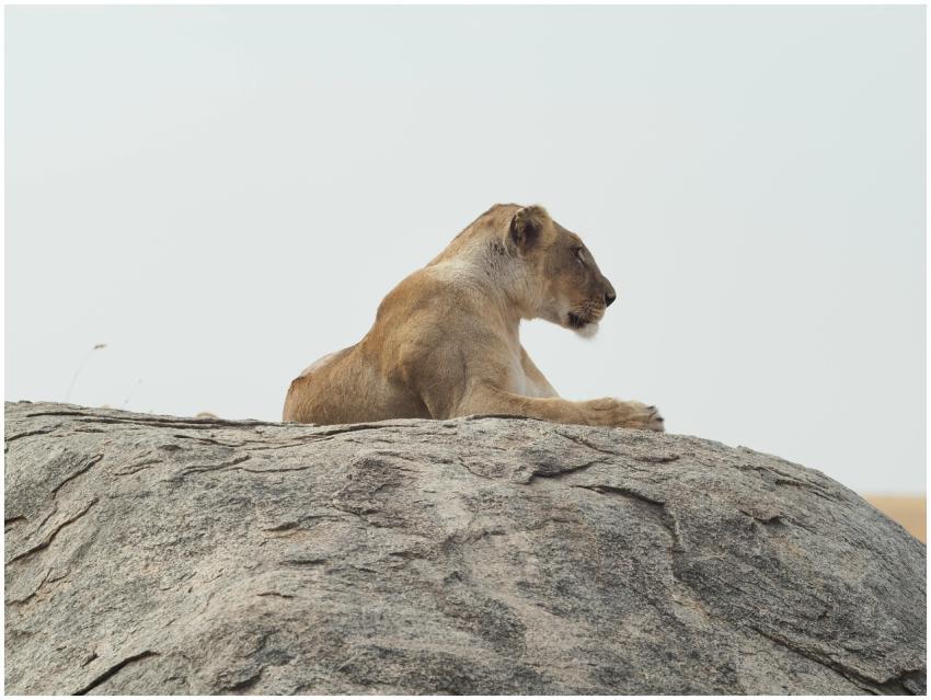 Serene lioness resting on a large rock, capturing